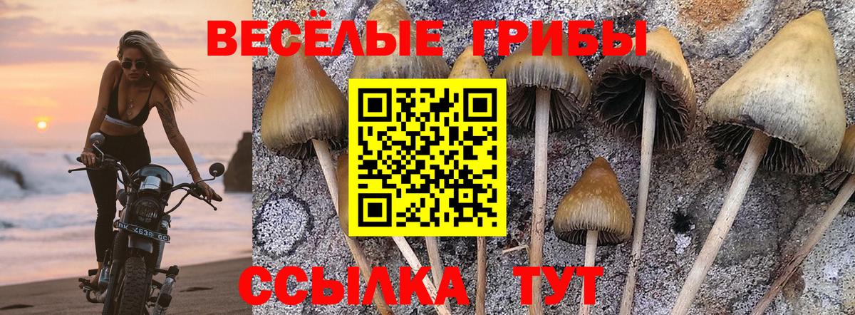 Псилоцибиновые грибы GOLDEN TEACHER Дедовск